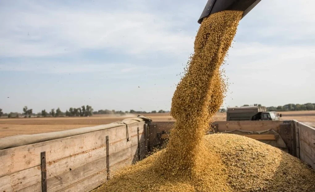 Індія може замінити чорноморську пшеницю на ринку Бангладеш, — ASAP Agri
