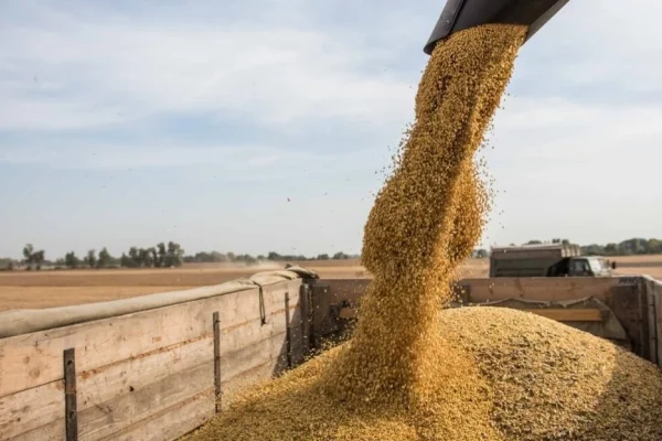 Індія може замінити чорноморську пшеницю на ринку Бангладеш, — ASAP Agri
